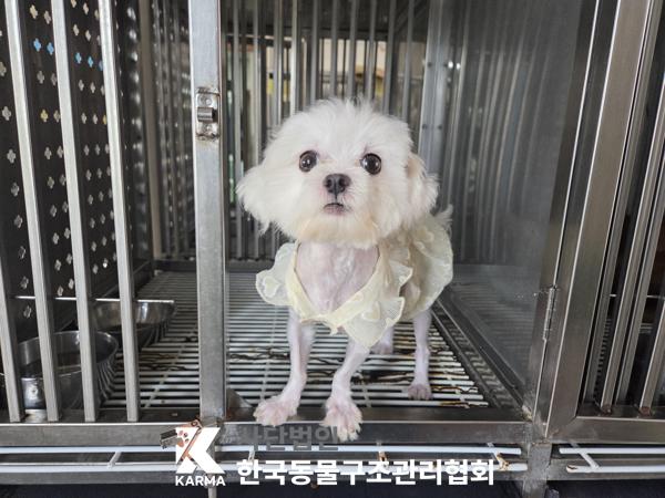 한국동물구조관리협회_441409202501301
